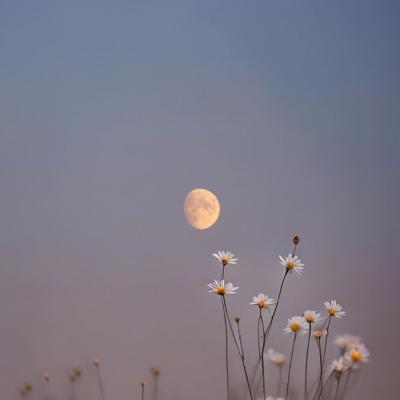 جروب شات Main group